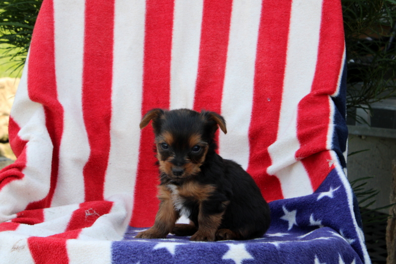 puppy, for, sale, Yorkshire Terrier, Matthew B. Stoltzfus, dog, breeder, Gap, PA, dog-breeder, puppy-for-sale, forsale, nearby, find, puppyfind, locator, puppylocator, aca
